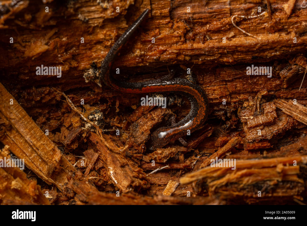 Red backed Salamander (Plethodon cinereus) von Sheboygan County, Wisconsin, USA. Stockfoto