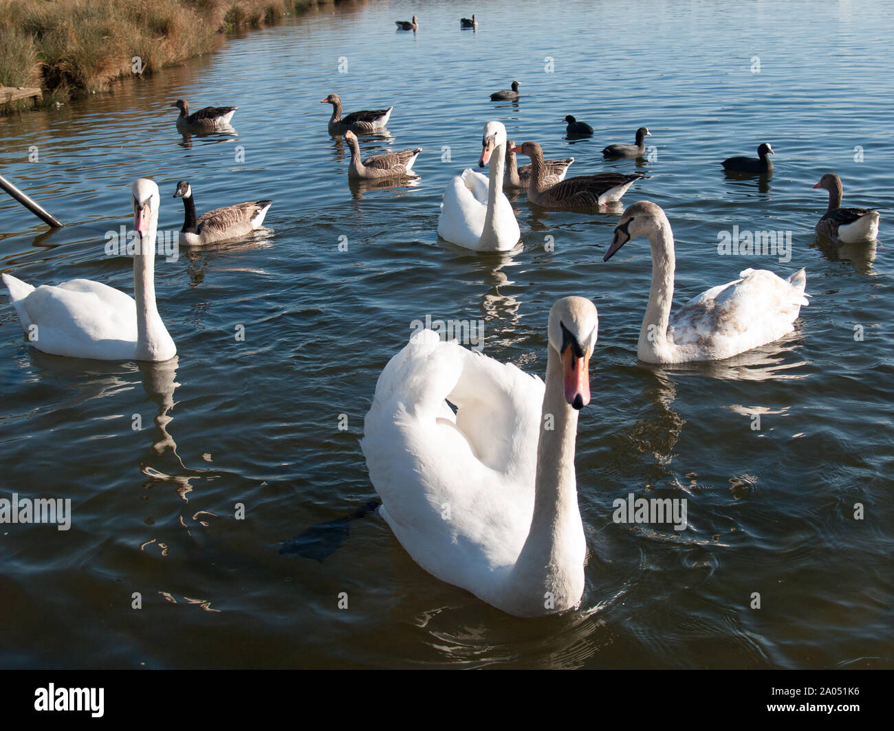 Möwen und Vögel in See Stockfoto