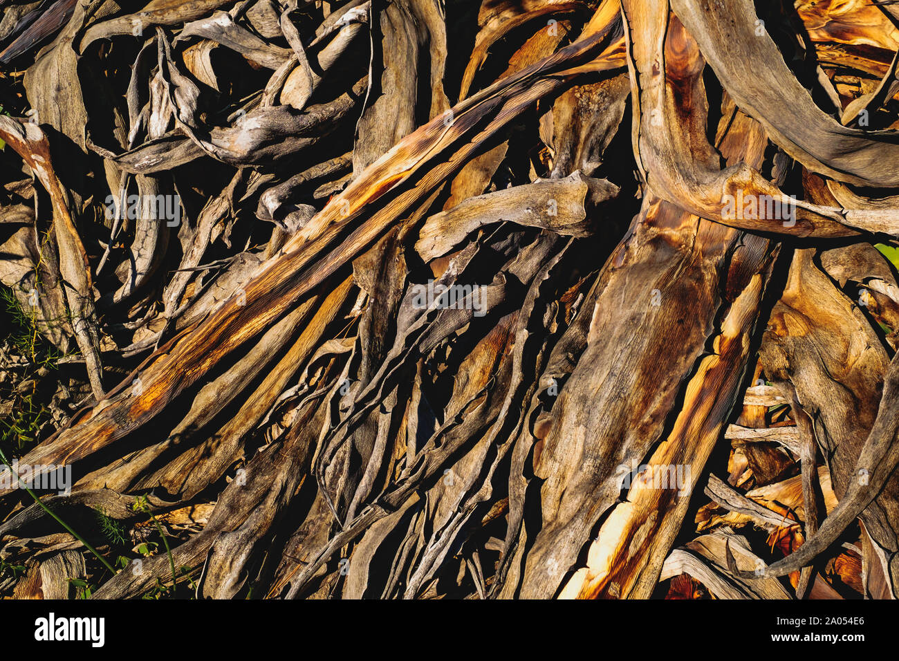 Trockene Aloe Vera Pflanze in der Natur Stockfotografie - Alamy