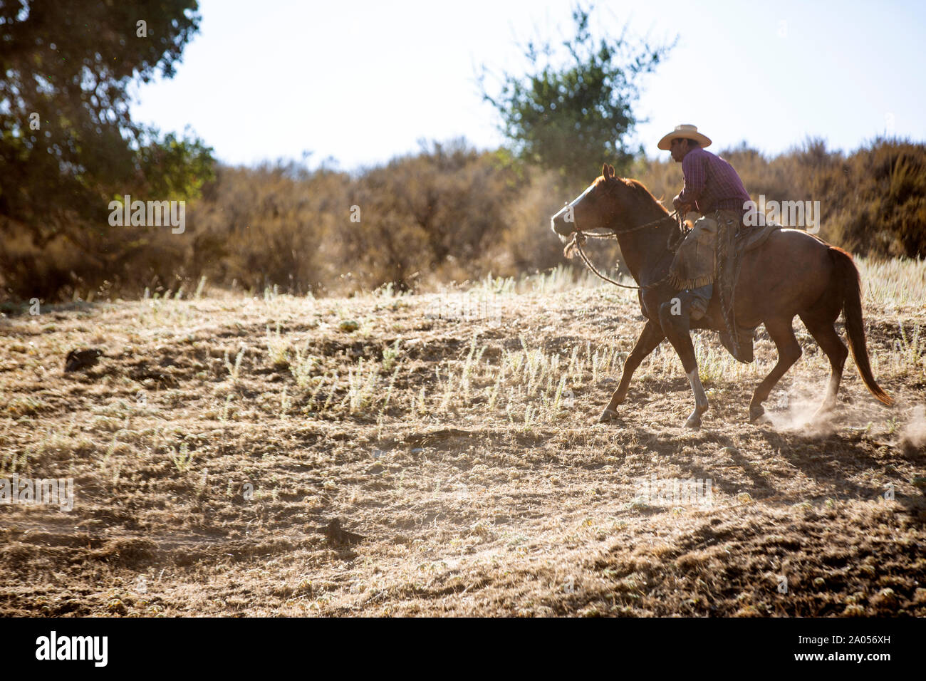 Ein Cowboy auf einem Pferd treibt gemeinsam mit seinem Hirtenhund eine Herde Rinder von einer Weide zurück auf eine Farm. Der Cowboy trägt dabei ein k Stockfoto