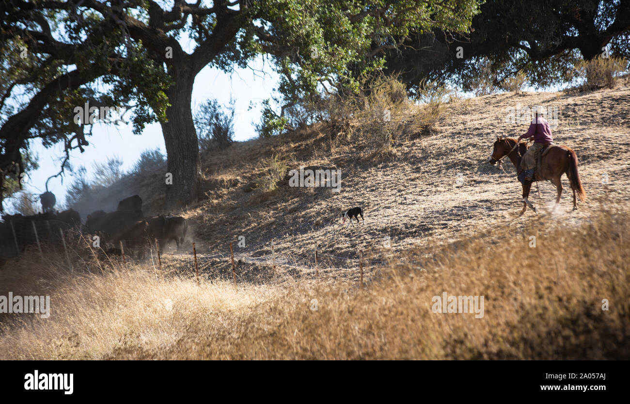 Ein Cowboy auf einem Pferd treibt gemeinsam mit seinem Hirtenhund eine Herde Rinder von einer Weide zurück auf eine Farm. Der Cowboy trägt dabei ein k Stockfoto