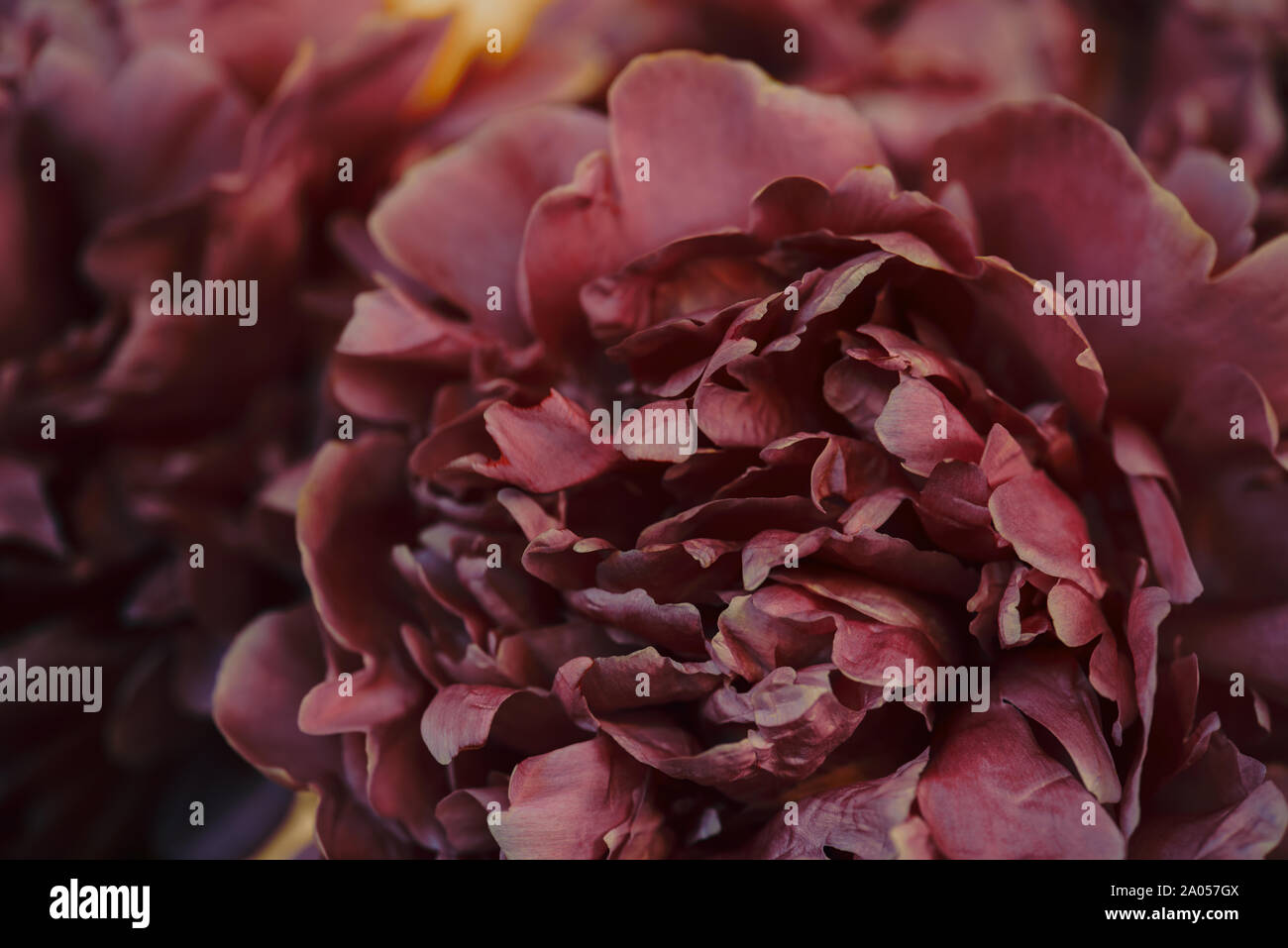 Dunkles burgund Hintergrund von Pfingstrosen, blühende Blumen closeup, kopieren Raum Stockfoto