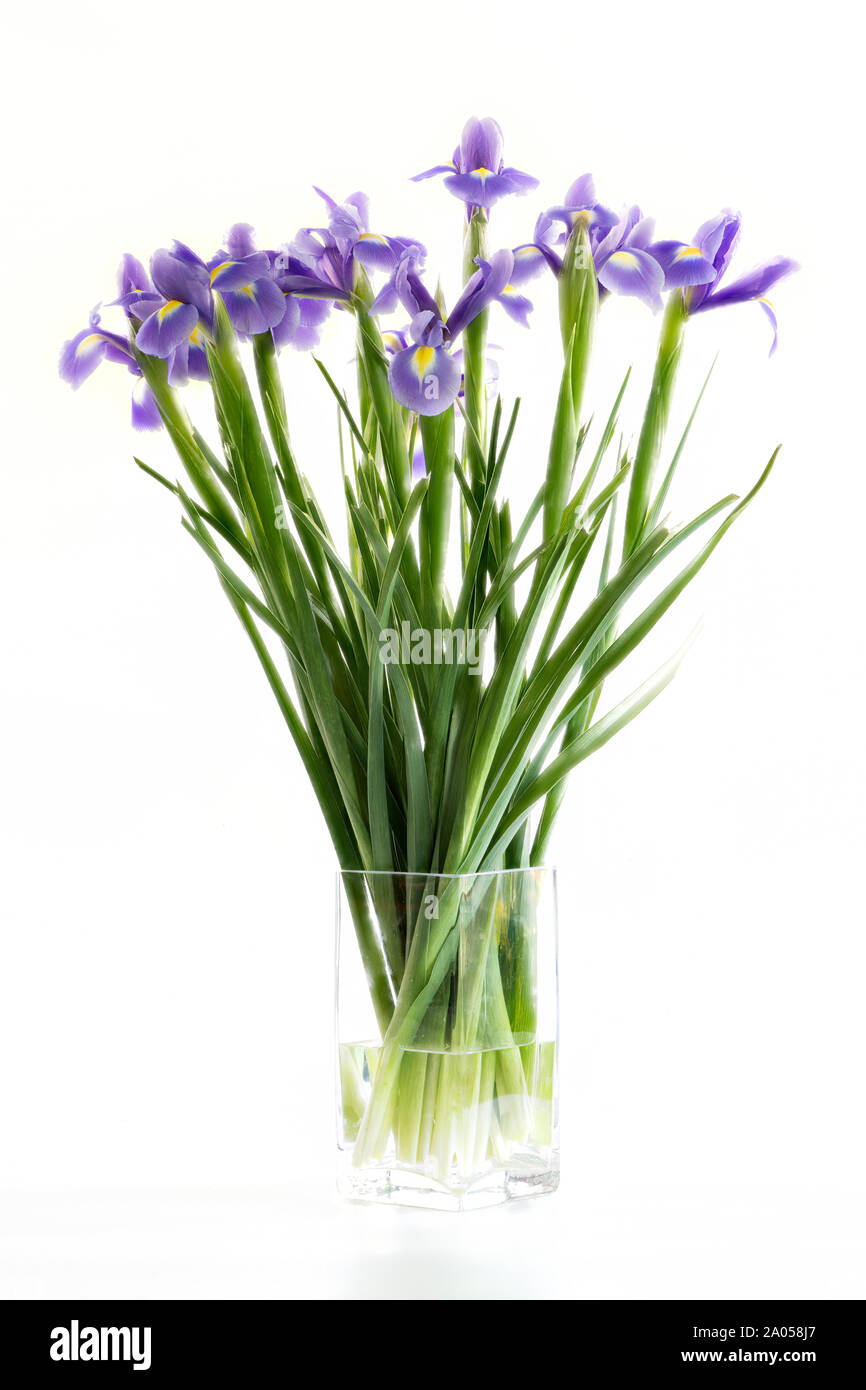 Große Haufen von Blue Iris Blumen in einer Glasvase Bild auf weißem Hintergrund Stockfoto
