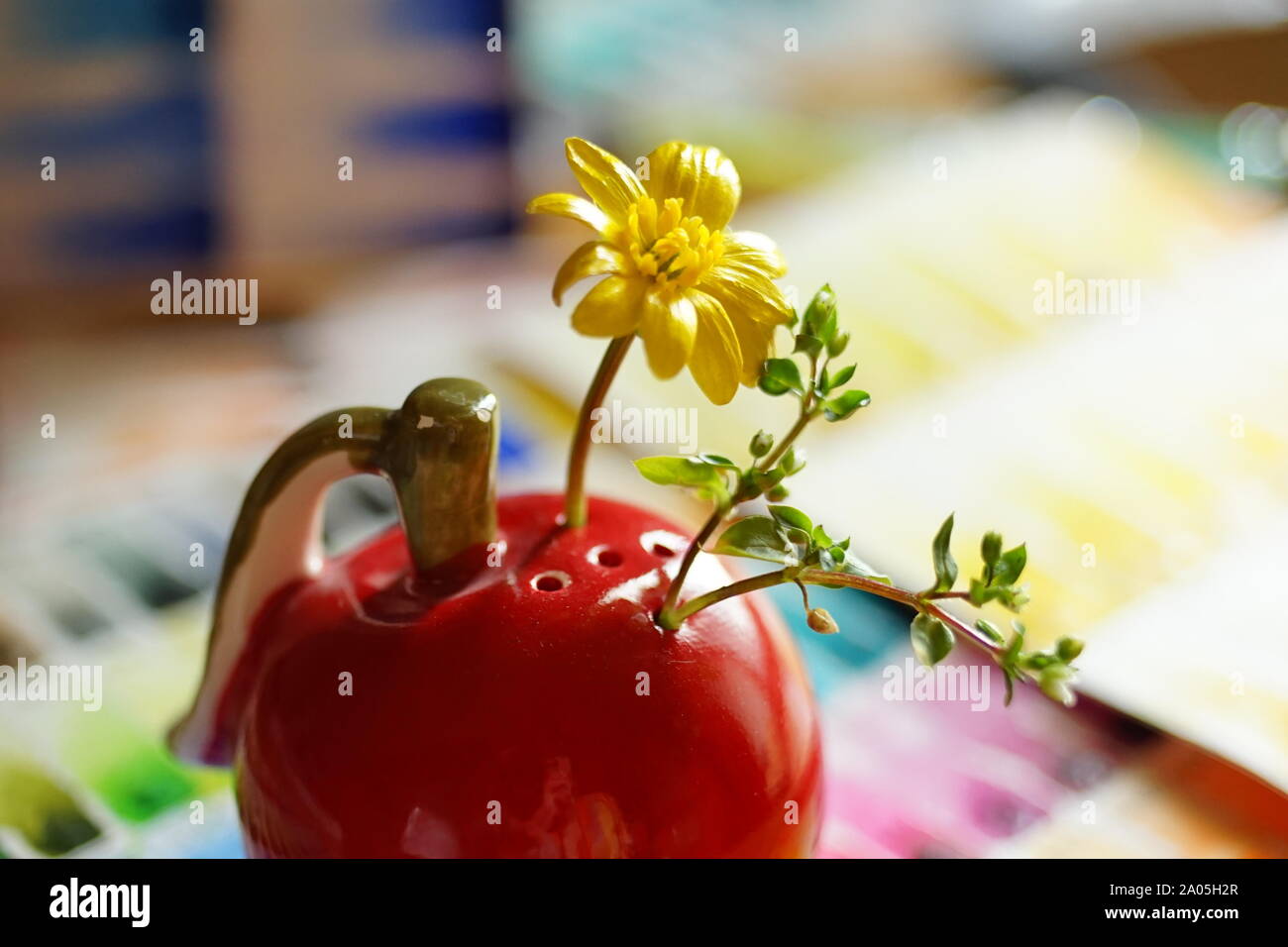 Kleine grüne sprießen und gelbe Blume in einer Vase rot, Makro Foto, selektiver Fokus Stockfoto