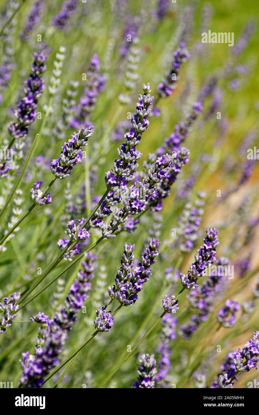 Lavendula Blumen; lila, lange Stiele, kleinen Blüten, Strauch, zieht Bienen und Schmetterlinge, Garten von Ninfa; Italienisch Naturdenkmal; Latina Provinc Stockfoto