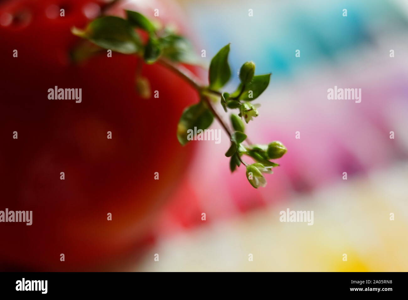 Kleine grüne sprießen in einem roten Vase, Makro Foto, selektiver Fokus Stockfoto