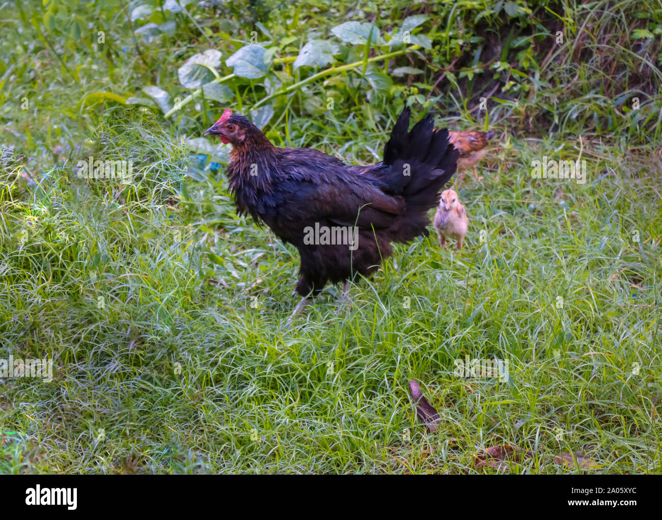 Schwarze Henne auf dem grünen Feld Stockfoto