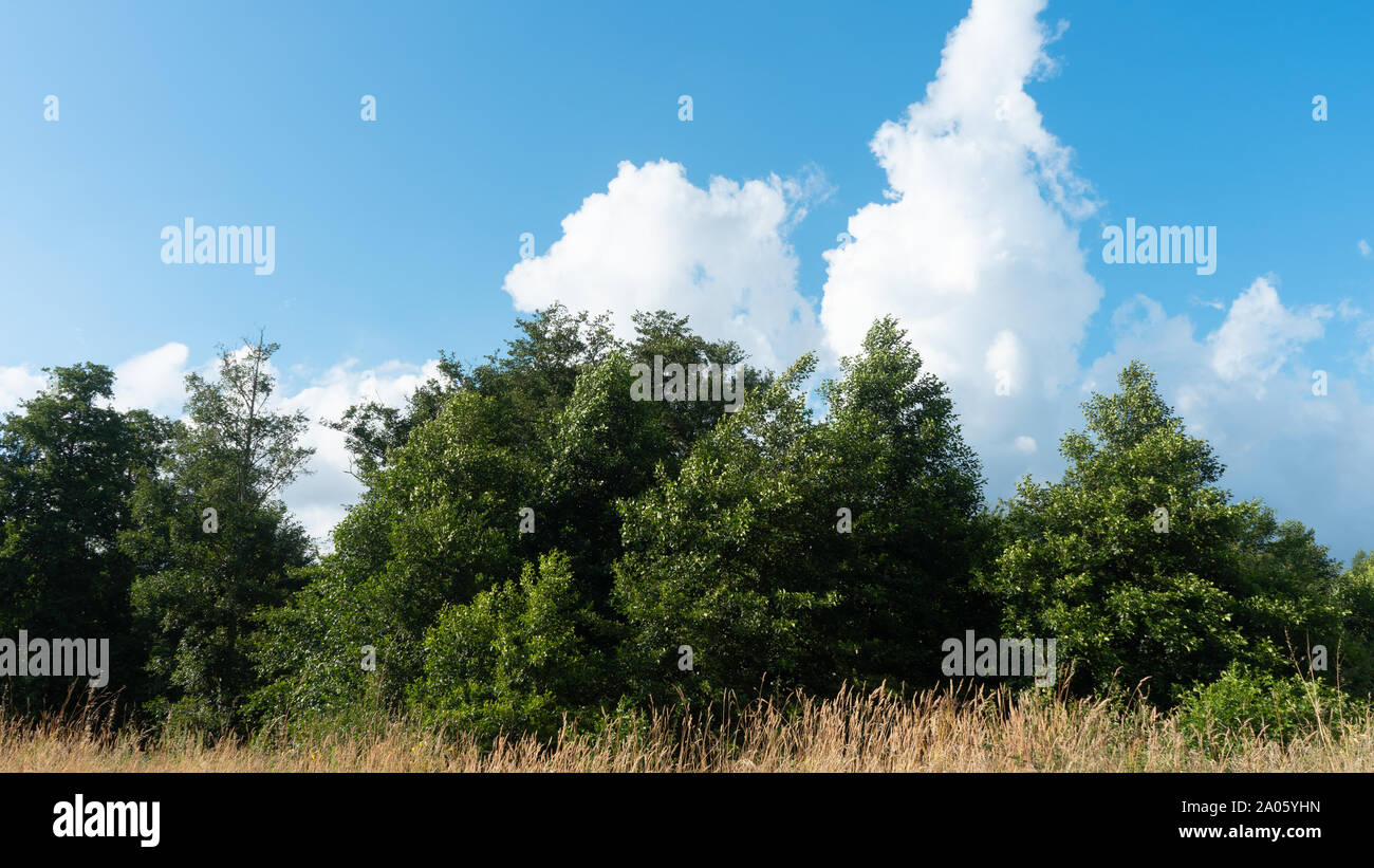 Schönen Sommer Landschaft in Pontevedra, Galicien Stockfoto