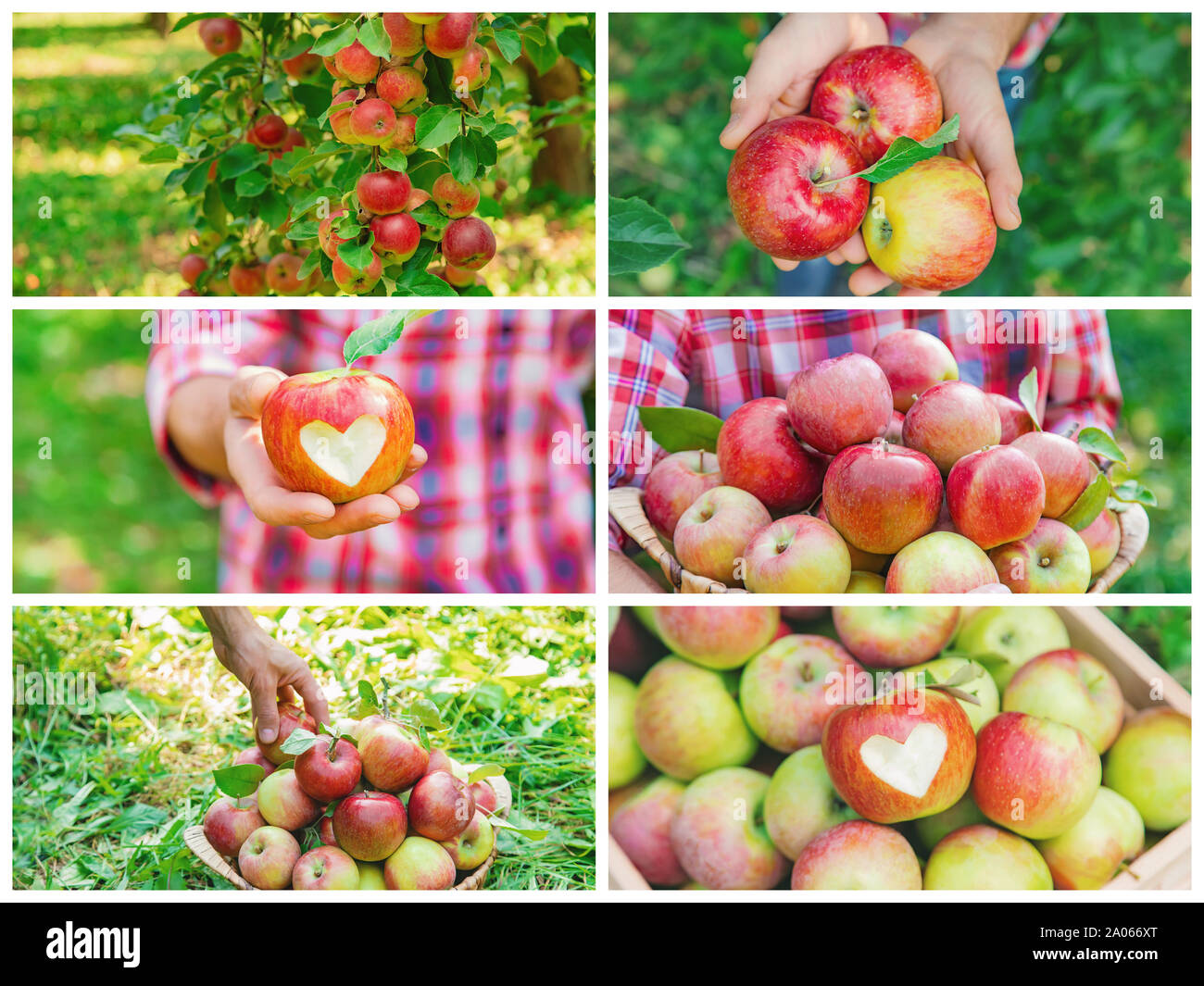 Collage aus Fotos apple Garten. Selektive konzentrieren. Natur. Stockfoto
