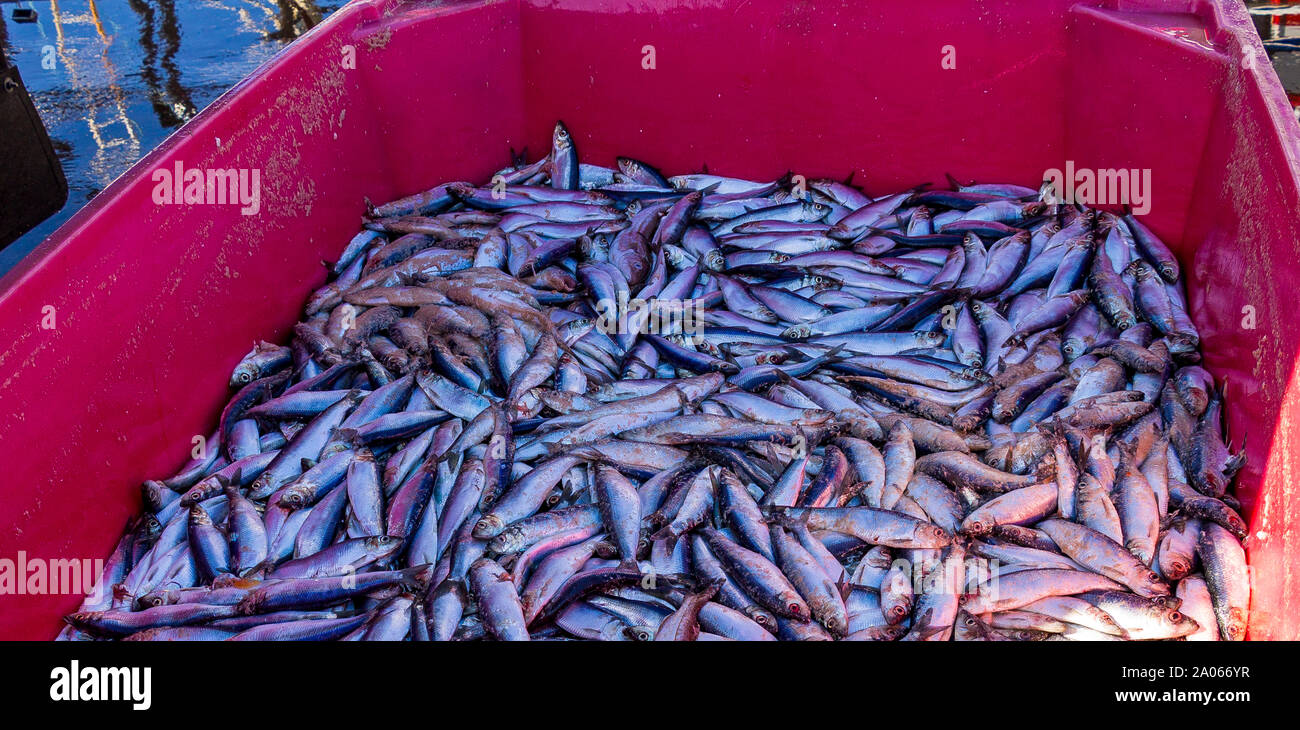 Clupea harengus, Hering fangen in Behälter entladen. Stockfoto