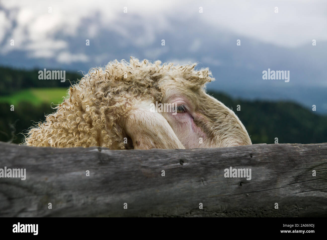 Ein Schaf Einblicke hinter einer Holzwand. Stockfoto