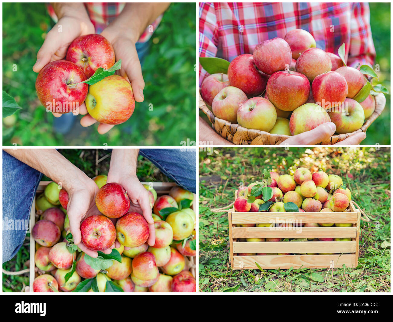 Collage aus Fotos apple Garten. Selektive konzentrieren. Natur. Stockfoto