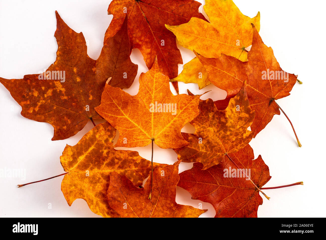 Rot und Orange Maple Leafs auf weißem Hintergrund Stockfoto