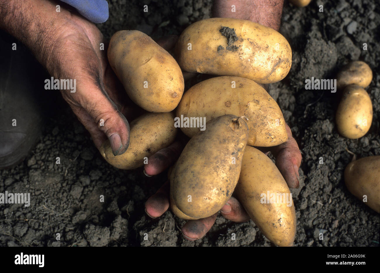 Schmutzige Hände der Gärtner mit Kartoffeln Stockfoto