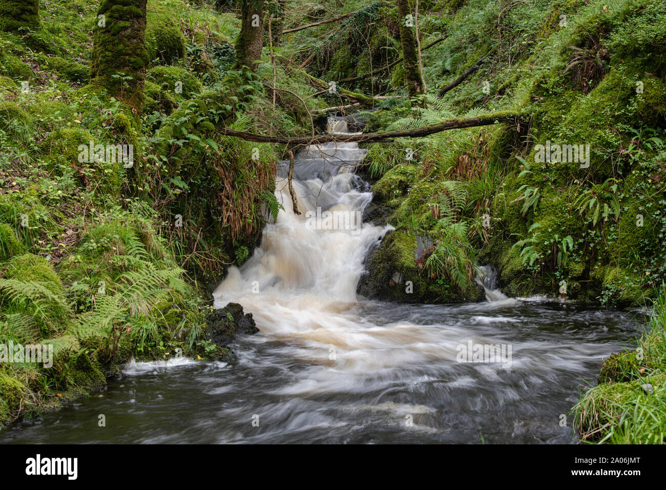 Pulhowan brennen in den Wald von Cree Nature Reserve, Newton Stewart, Dumfries und Galloway, Schottland Stockfoto