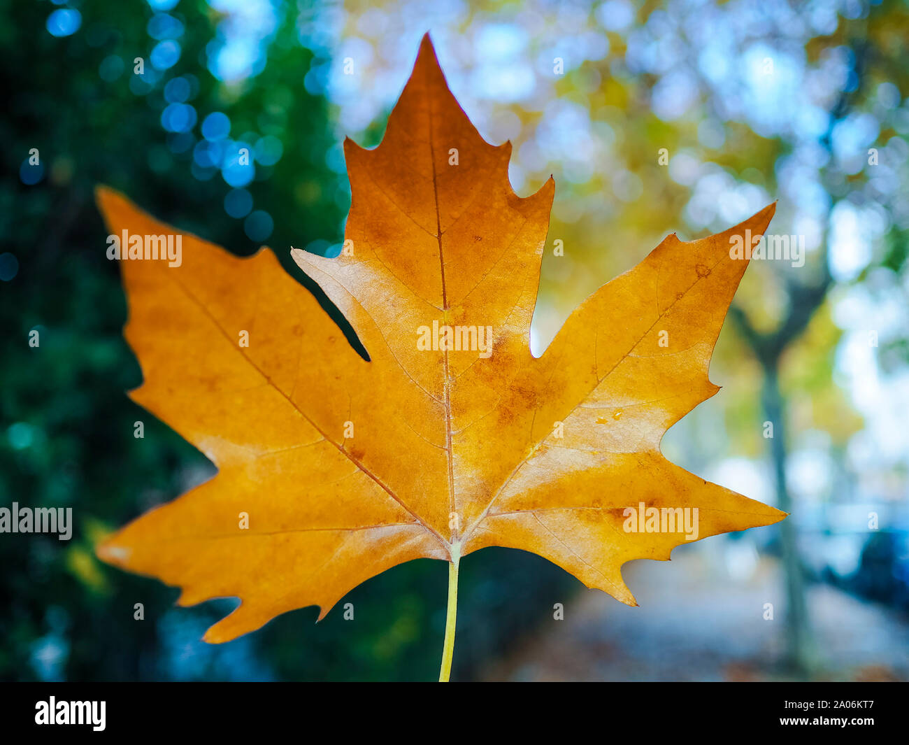 Herbst Blatt Stockfoto