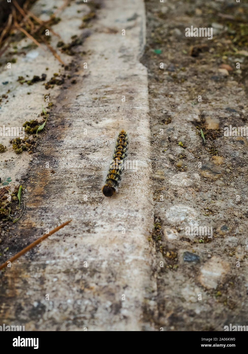 Kiefer processionary Caterpillar Stockfoto