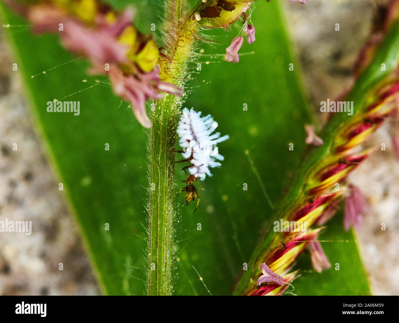 Die Larven der Gefleckte gelbe Marienkäfer, wie die Erwachsenen, ist eine ungeheure Predator von Blattläusen. diese Schädlinge sind von großer wirtschaftlicher Bedeutung. Stockfoto