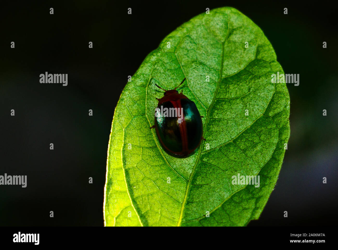 Die diminutive Leaf Beetle legt es Eier auf das Laub von Bäumen und Sträuchern und die Maden "Meins" im Blatt für Schutz. Stockfoto