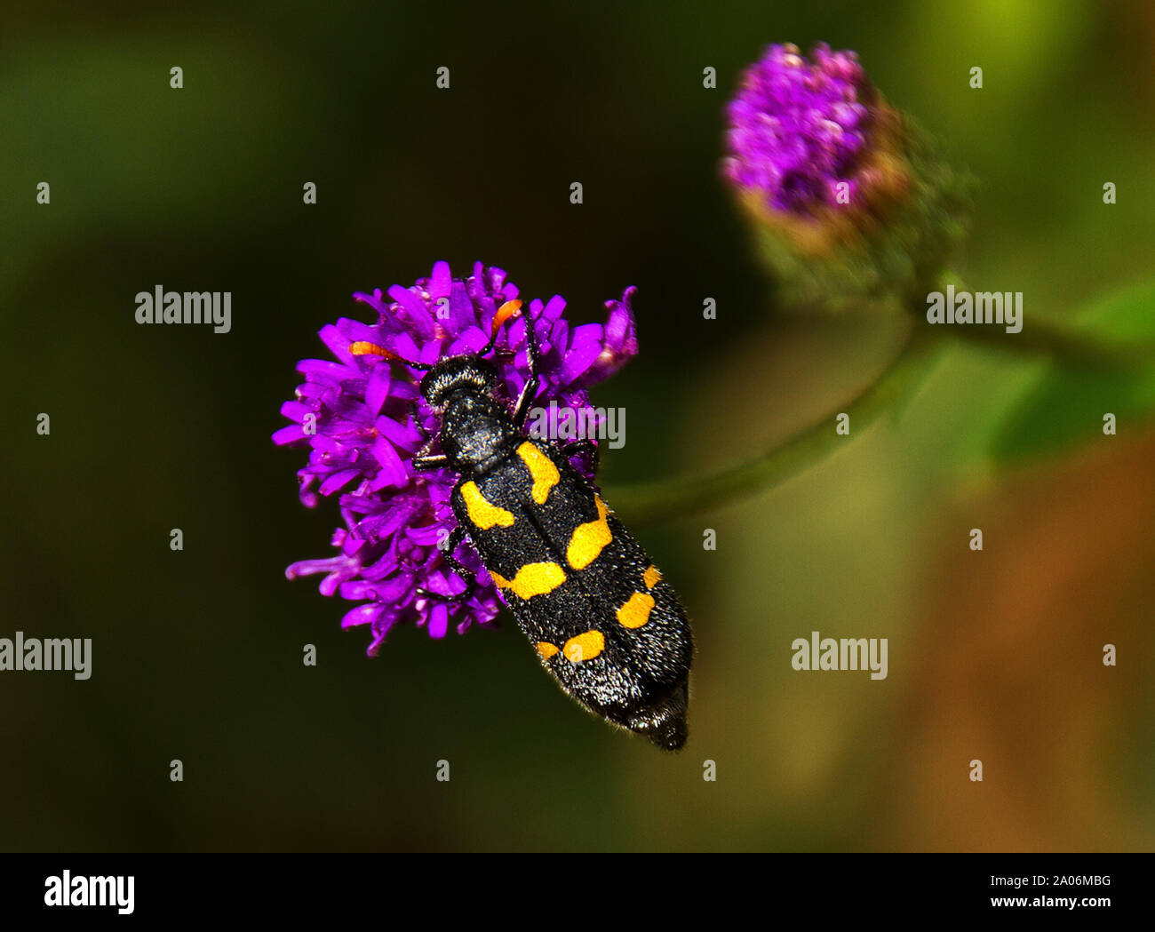 Die lunate Blister Käfer ist ein Mitglied der Familie. Klar in Warnung Farben, die Sie selbst mit einem cantharadin Spray verteidigen gekennzeichnet Stockfoto