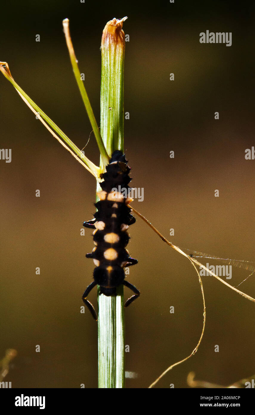 Die Lunate Lady Bird ist eine effektive Räuber der Schädlinge gegen Blattläuse sowohl in der Erwachsenen- und der Nymphal stages. Kühn rot markiert und b; Ack als Erwachsener und schwarz ein Stockfoto
