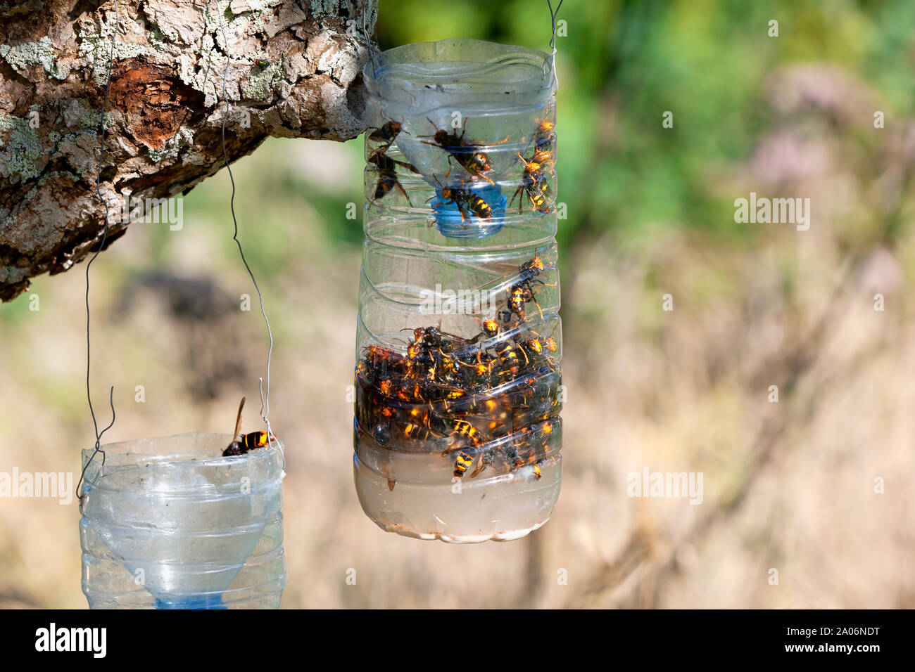 Hausgemachte Traps der Invasion der asiatischen Riesen Hornet in Spanien zu kämpfen. Um für die asiatischen Riesen Hornissen in die Falle geraten, die attraktiven li Stockfoto