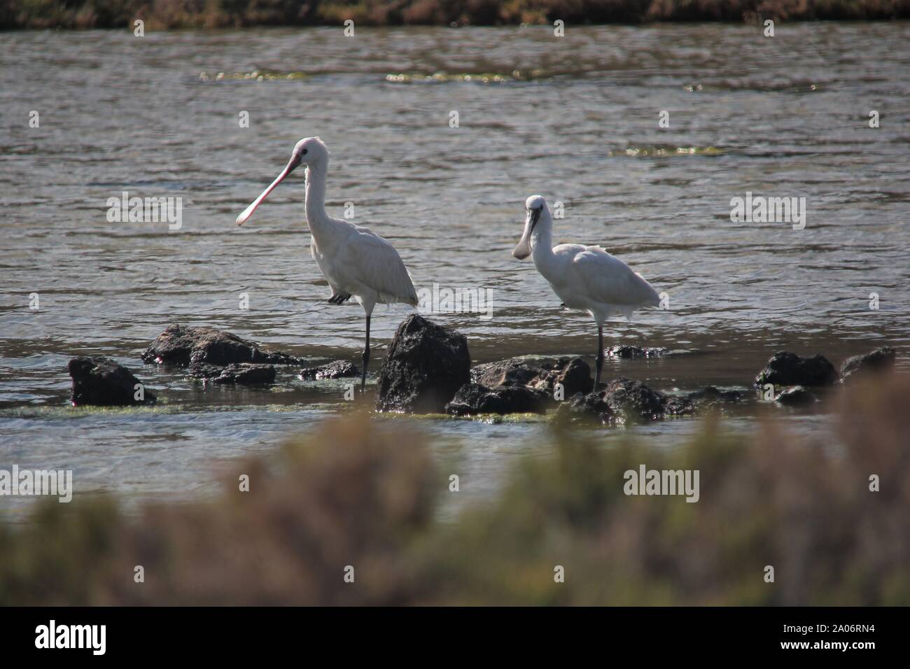 Zwei eurasische Löffler (Platalea leucorodia) an einem kleinen See auf der Insel Lobos, Fuerteventura, Spanien Stockfoto