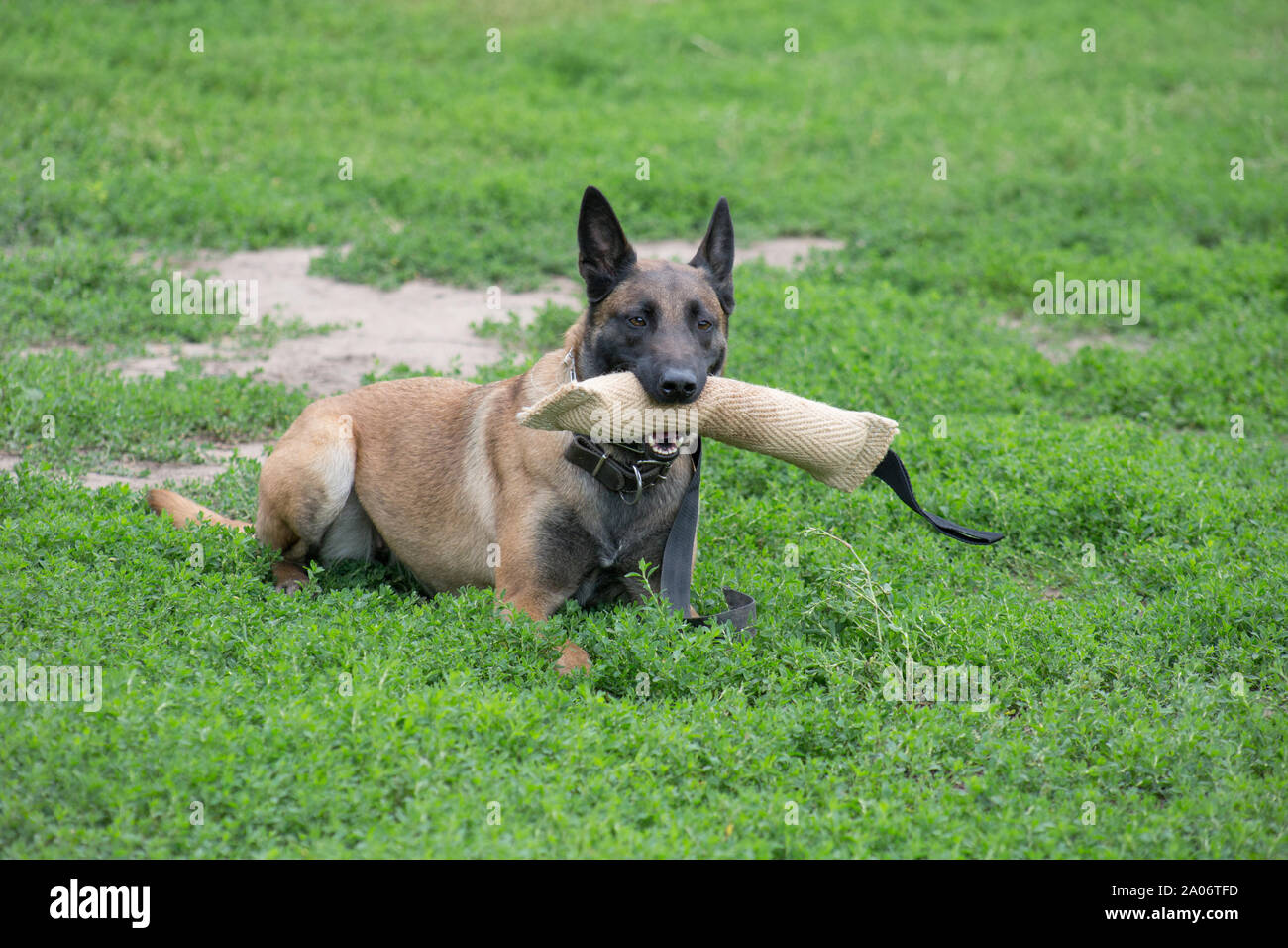 Cute Belgischen Schäferhund liegt auf einer grünen Gras mit seinem Spielzeug. Heimtiere. Reinrassigen Hund. Stockfoto