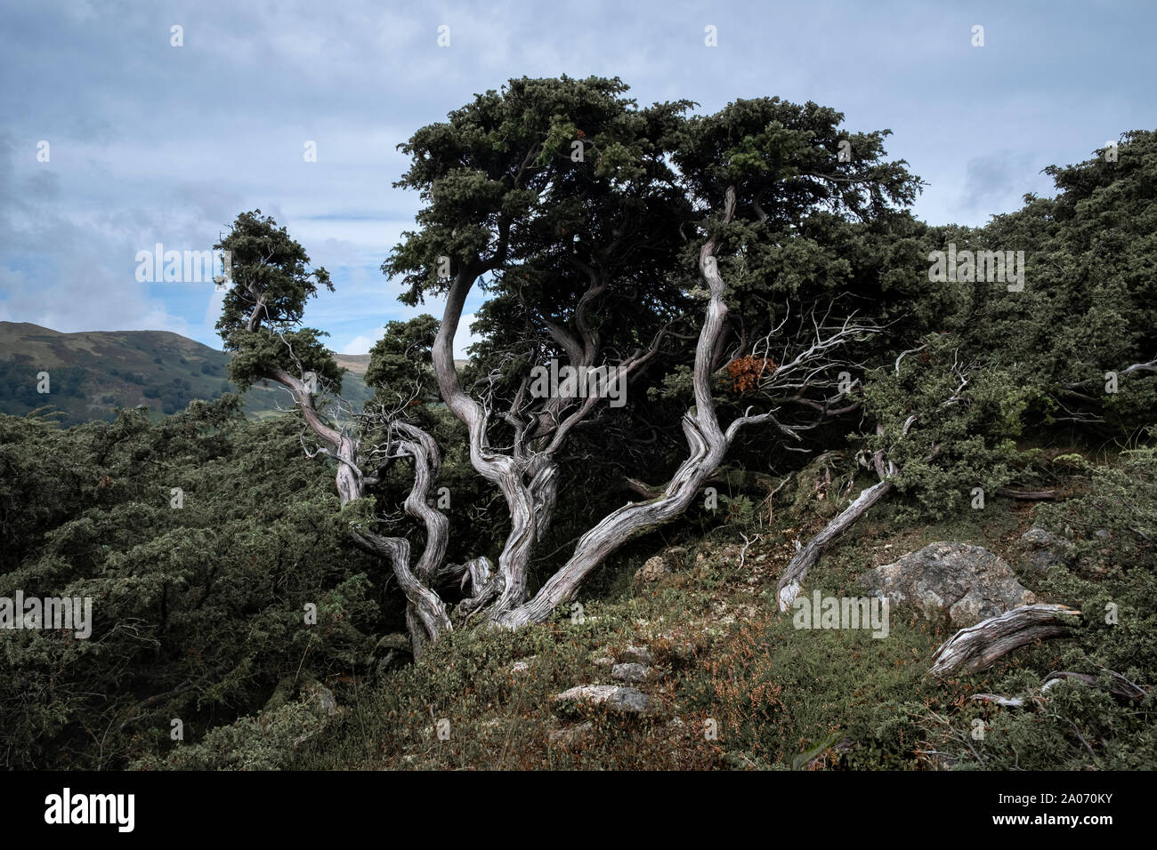 Krumme twisted Baum auf einem Lakeland Hang Stockfoto