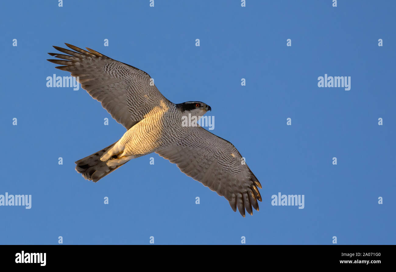 Nach Northern goshawk im schnellen Flug in blauer Himmel mit vollem Körper und Flügel Stockfoto