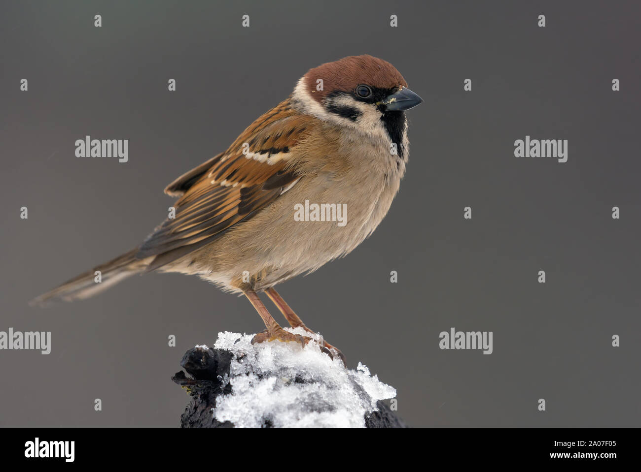Eurasischen Feldsperling steht an der Spitze der kleinen verschneiten Zweig in trüben Wintertag Stockfoto