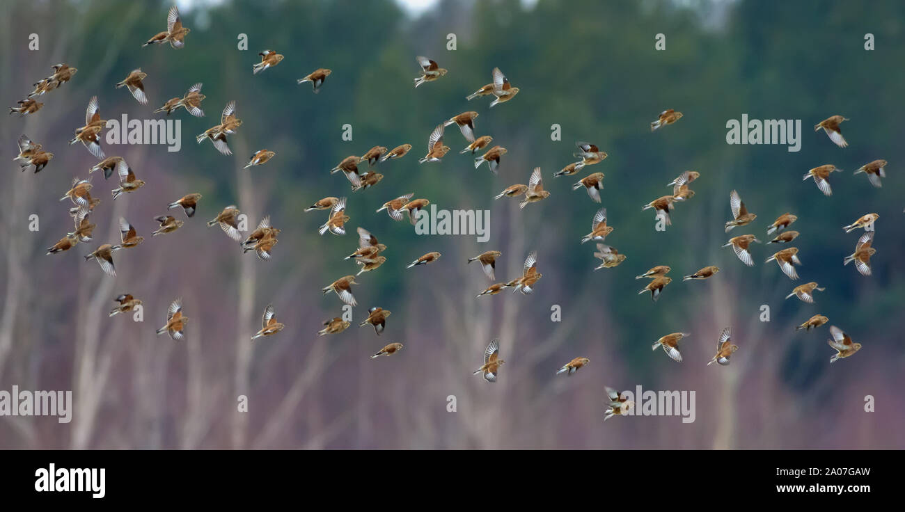Große Anzahl von kleinen Vögel, wie z. B. gemeinsamen Hänflinge in sync Flug über Winter Bäume und Wald Stockfoto