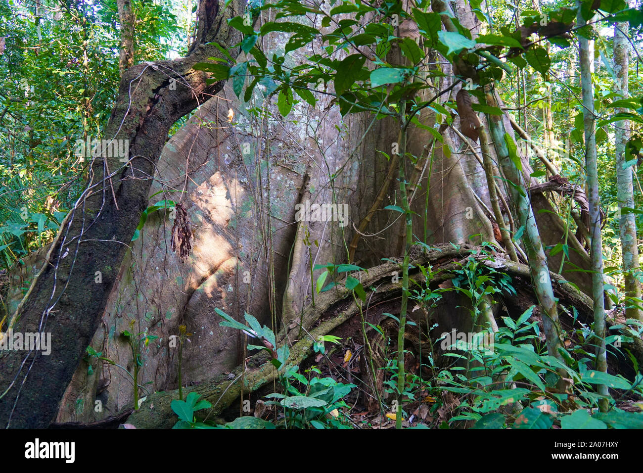 Der Regenwald des Amazonas, auch in Englischer Sprache als Amazonien oder den Amazonas Dschungel bekannt, ist ein feuchter Breitblättrige tropische Regenwald im Amazonas biome, deckt die meisten Amazonasbecken Südamerikas. Das Einzugsgebiet umfasst 7.000.000 km2 (2.700.000 Quadratmeilen), von denen 5.500.000 km2 (2.100.000 Quadratmeilen) durch den Regenwald bedeckt sind. Diese Region umfasst Gebiet aus neun Nationen. Stockfoto