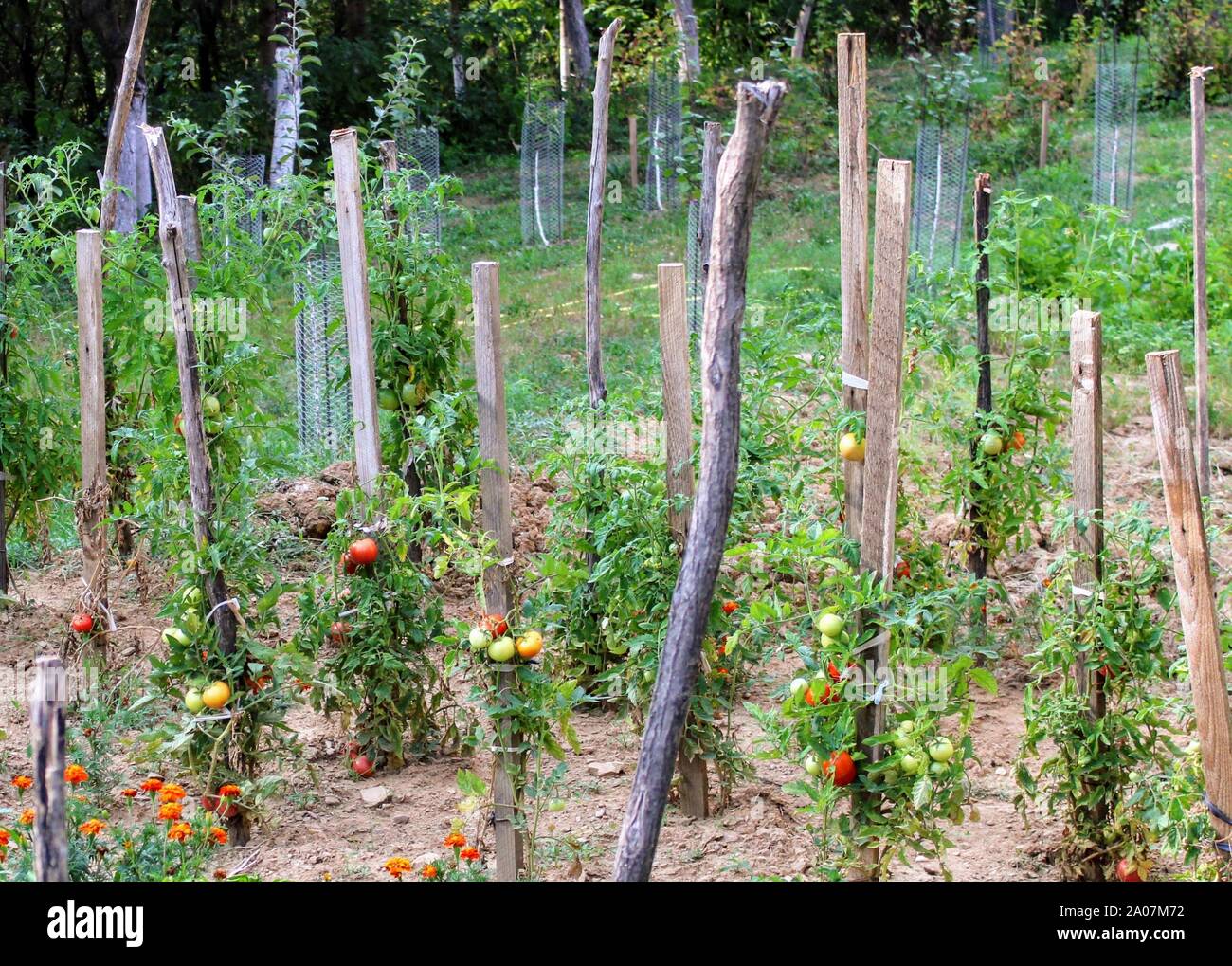 Obstgarten mit Tomaten, Peperoni und orange Blumen neben einem Wald in Rumänien Stockfoto