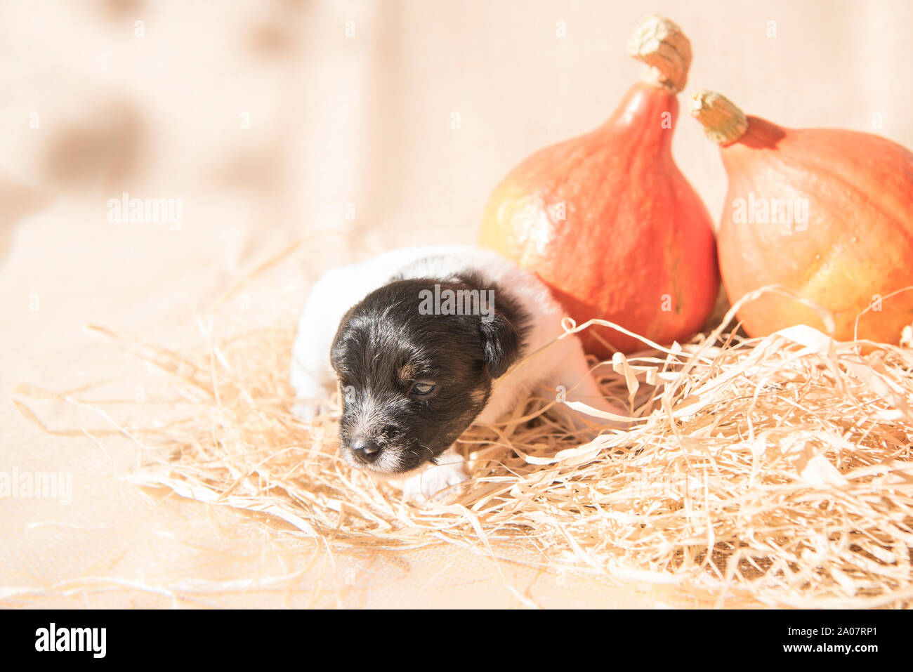 Jack Russell Terrier Welpe Hund mit Kürbis - Vorbereitung für Halloween Stockfoto