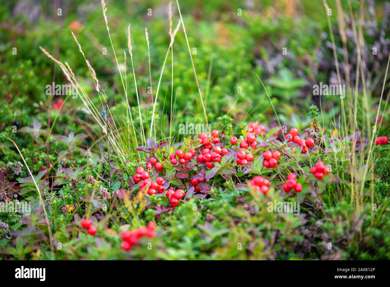 Cranberry Oder Preiselbeere Was Genau Ist Der Unterschied Plantura