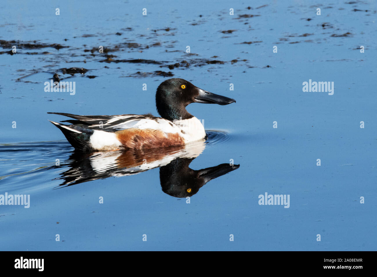 Nordamerika; USA; Alaska; Feder; Tierwelt; Vögel; Wasservögel; Nord; Shoveler Anas clypeata; Drake. Stockfoto