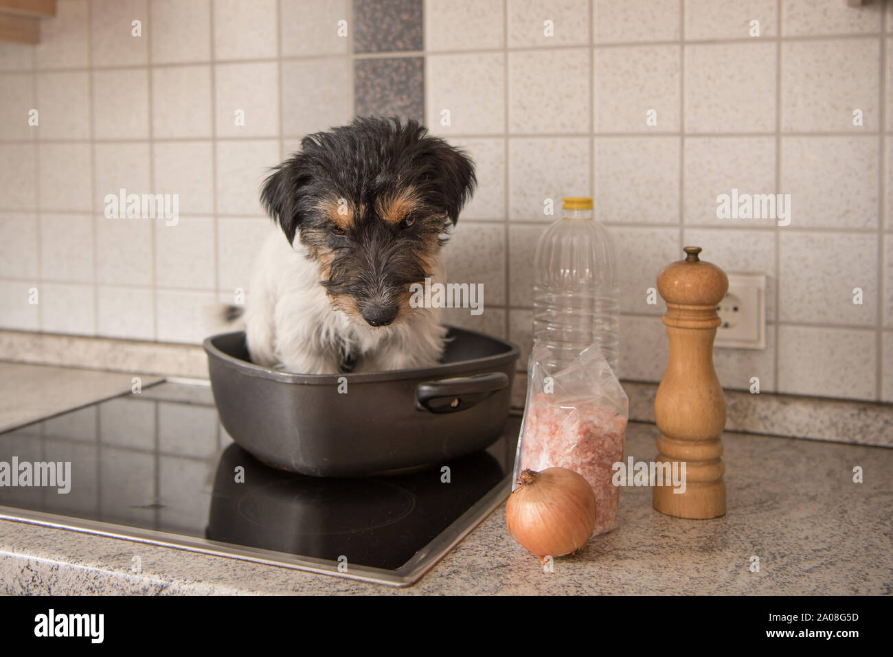 Jack Russell Terrier Hund in der Pfanne - Hot Dog Stockfoto