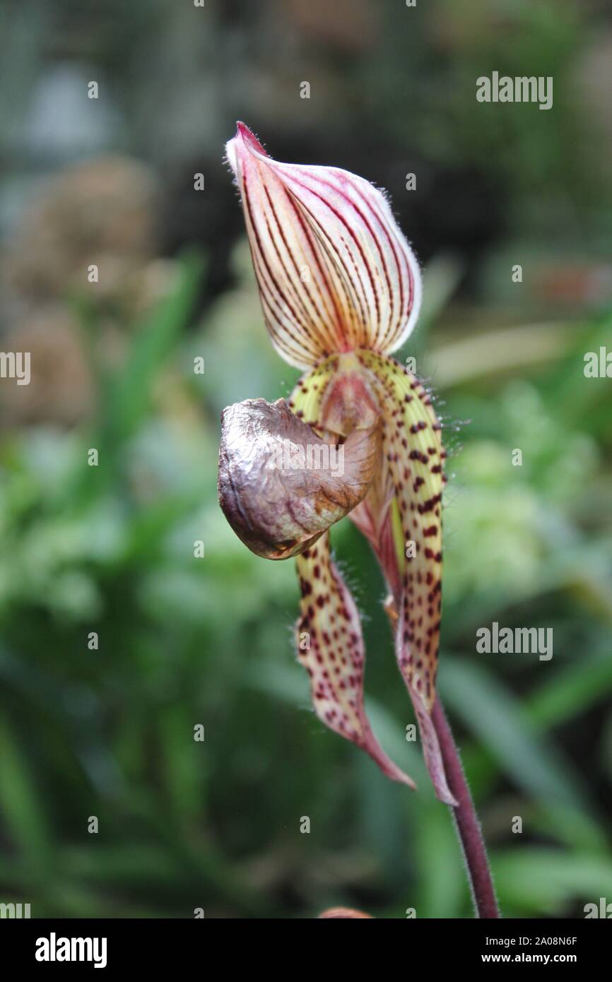 Schöne Cypripedioideae, Frauenschuh Lady Orchidee, Lady Slipper orchid, Slipper orchid, Venus slipper Stockfoto