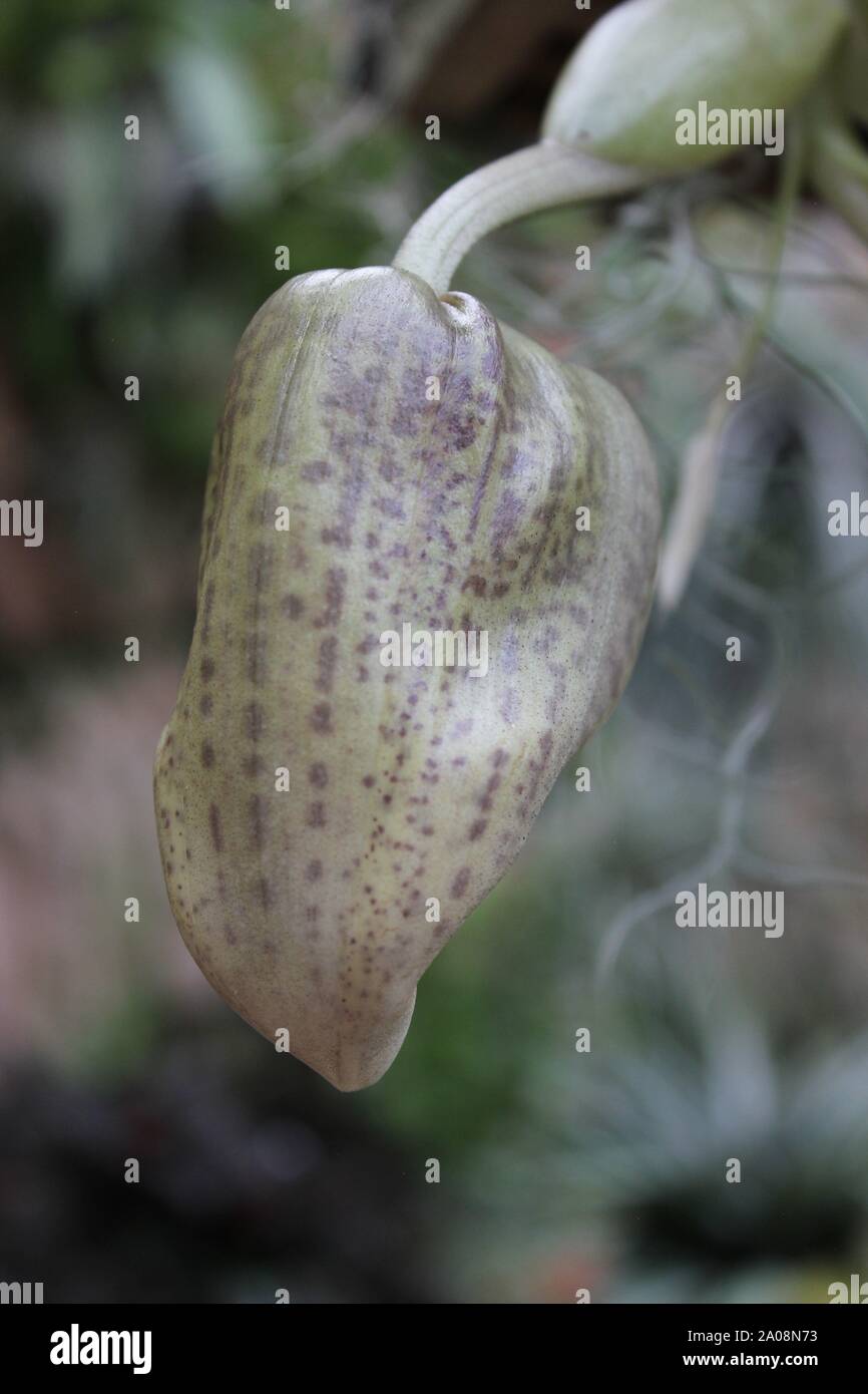 Schöne schwarz lila stanhopea, Stan, Stanhopea nigroviolacea, auf dem Kopf Orchideenblüte Knospe. Stockfoto