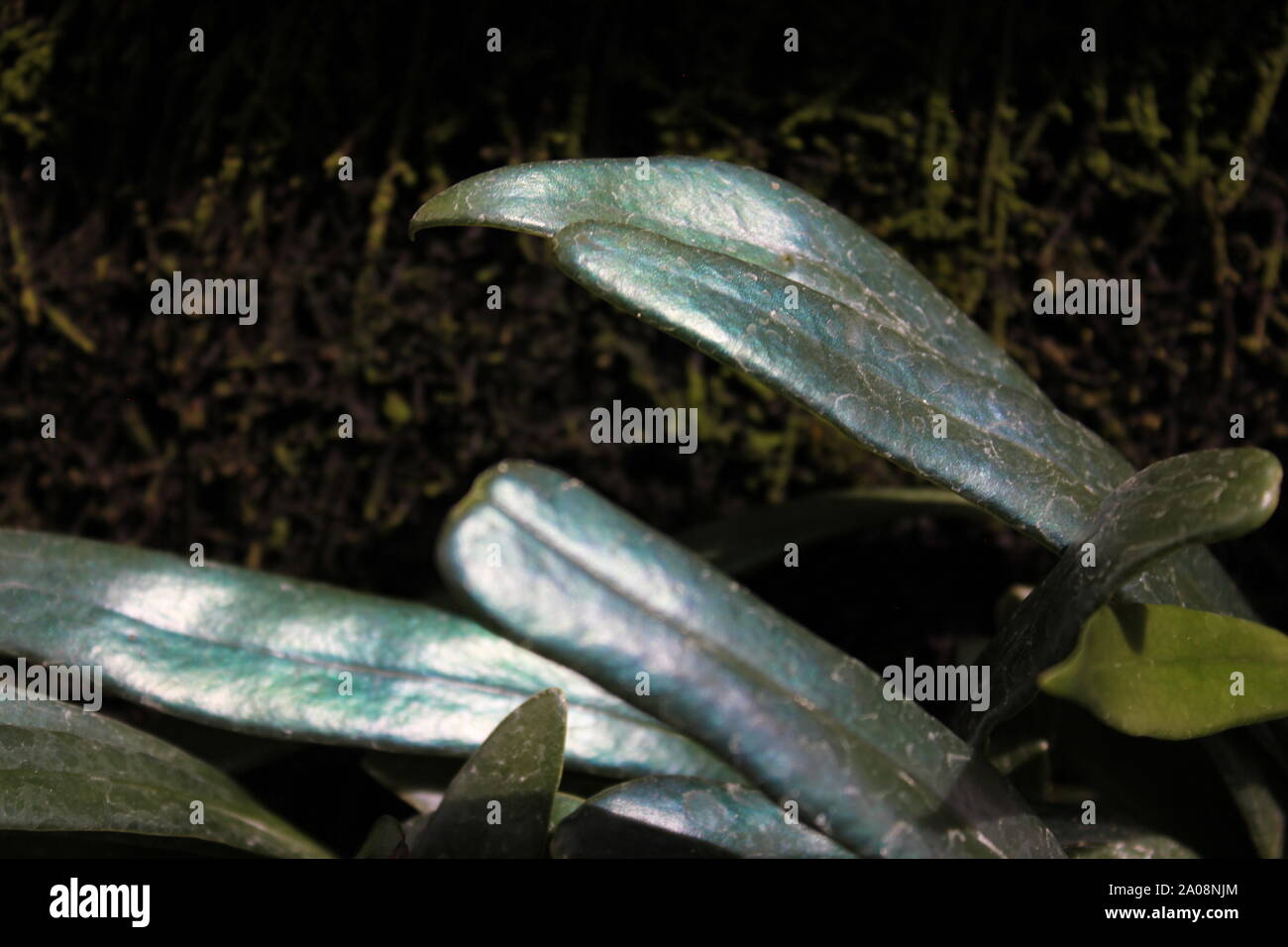 philodendron florida ghost pflege Philodendron Florida Ghost - weiß main image 0