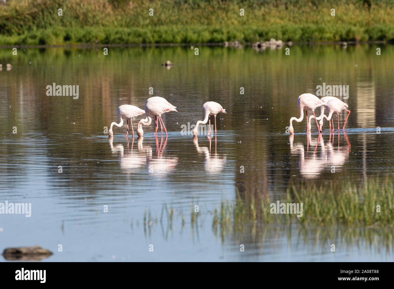 Mehr Flamingo (Phoenicopterus Roseus) Ernährung bei Vermont Salzpfanne, Hermanus, Western Cape, Südafrika, am frühen Morgen Licht mit Reflektion Stockfoto