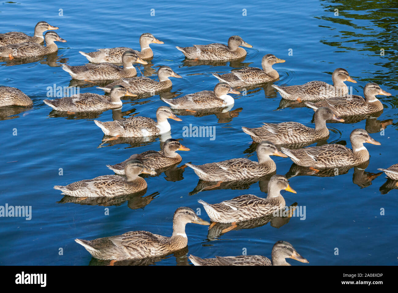 Große Brut von Jugendlichen Stockenten (Anas platyrhynchos) Schwimmen bei Sonnenuntergang, Sant'Erasmo Insel, Lagune von Venedig, Venedig, Italien Stockfoto