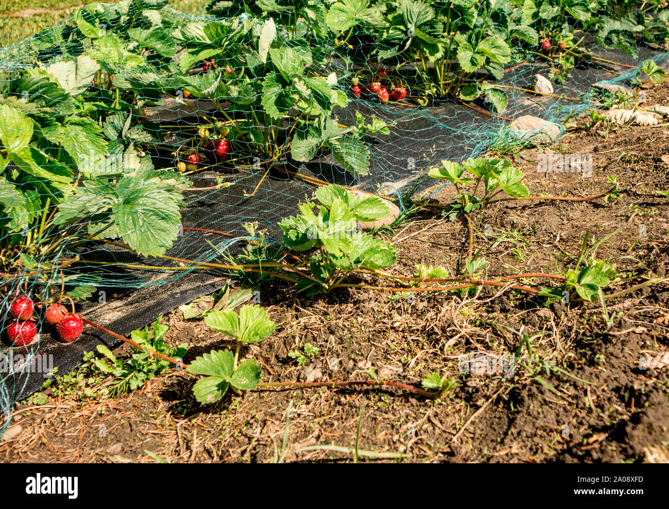 Neue strawberry Pflanzen wachsen neben dem Feld für die Verwendung zu Hause Garten. Läufer können zugeordnet werden, um sie zu ermutigen, Wurzel zu nehmen Abschneiden und gepflanzt. Stockfoto