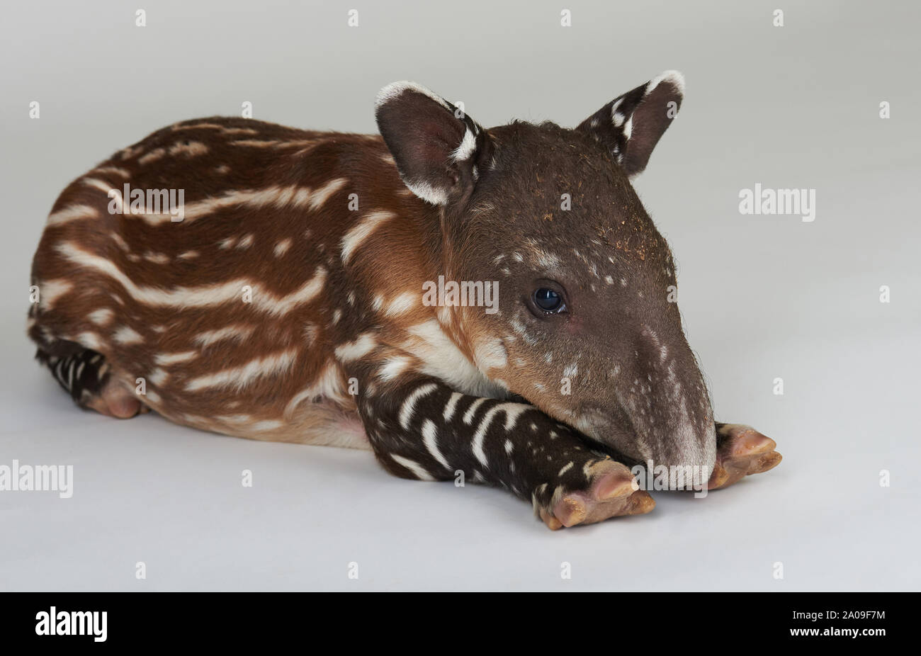 Weiße stripped baby Tapir lag auf weißem Hintergrund Stockfoto