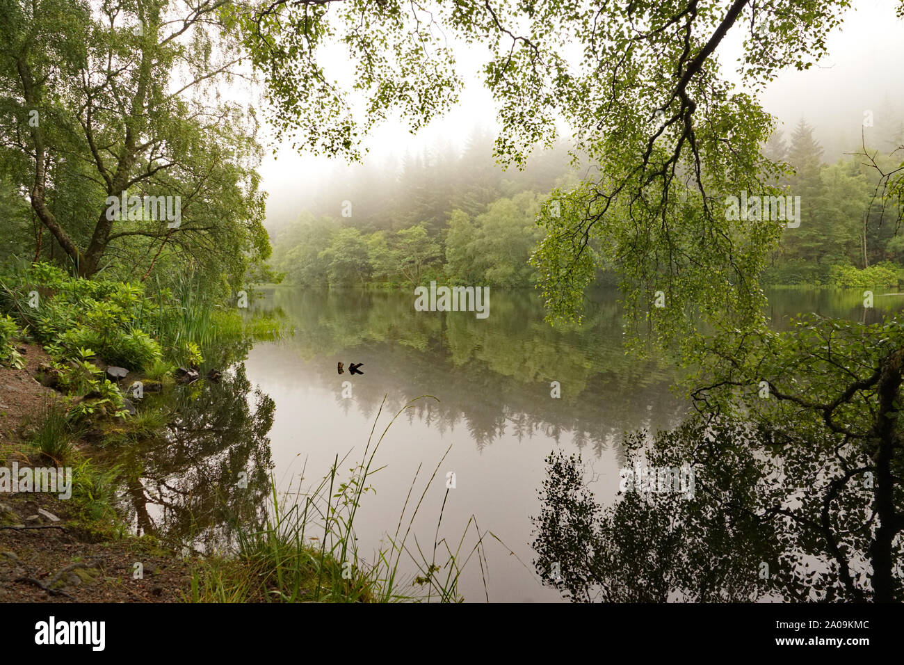 Misty Glencoe Lochan Wanderwege zu Fuß in Schottland, Scottish Highlands Stockfoto