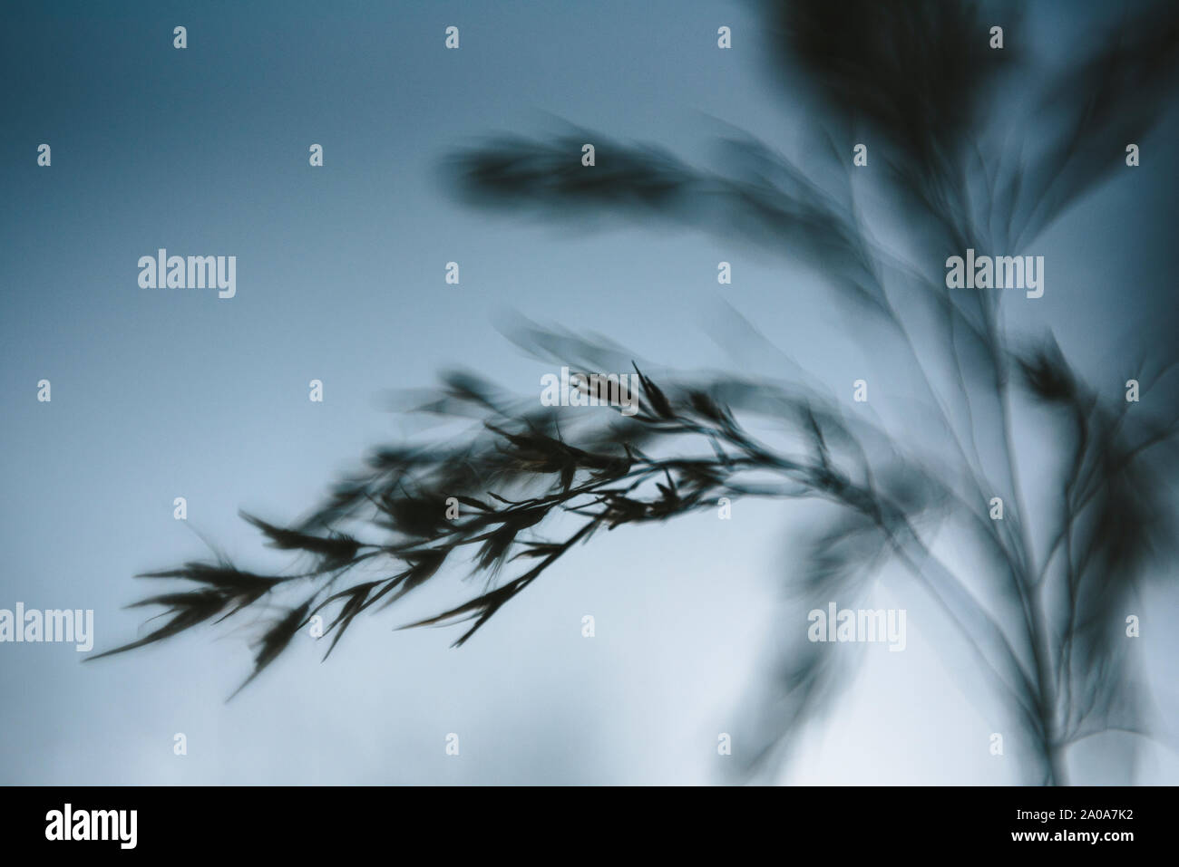 Makro Nahaufnahme Laub im Freien Stockfoto