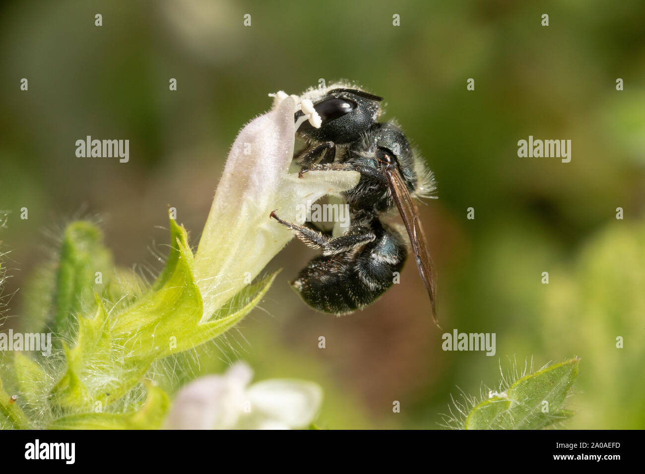 Weibliche Blue mason Biene mit Pollen auf den Kopf und zeigt, wie Solitäre Bienen sind unter-schätzen, wirtschaftlich wichtigen Insekten. Stockfoto