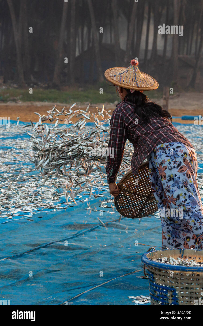 Ngapali Beach. Myanmar. 02.08.13. Die burmesische Frauen ausbreiten Fisch in den frühen Morgen die Sonne in der Nähe des Fischerdorf am Ngapali Beach zu trocknen in Myanma Stockfoto