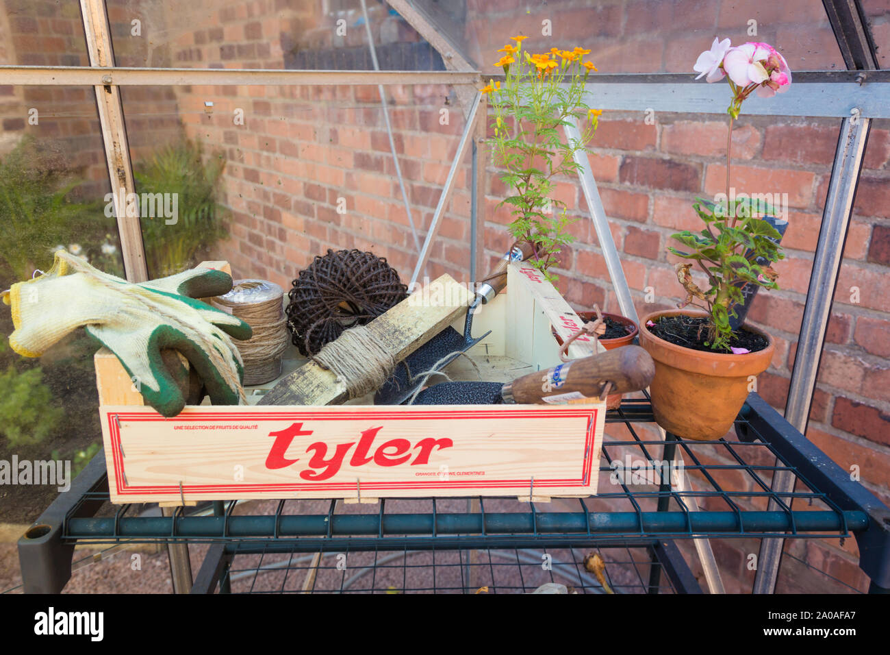 Gartengeräte in einem Kasten und Regal in einem Garten Gewächshaus Stockfoto
